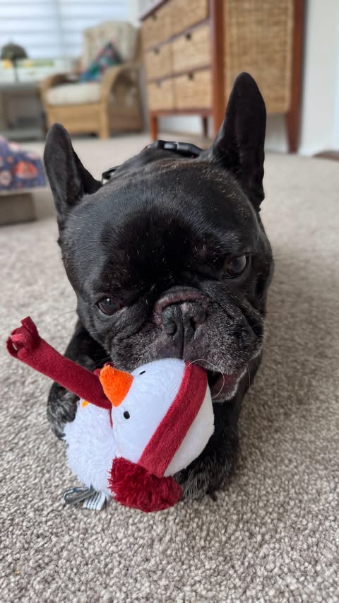 Instagram post by @louie_toes_frenchie for Happy Tails Hampers. Caption reads: [...] play with & some yummy treats from....