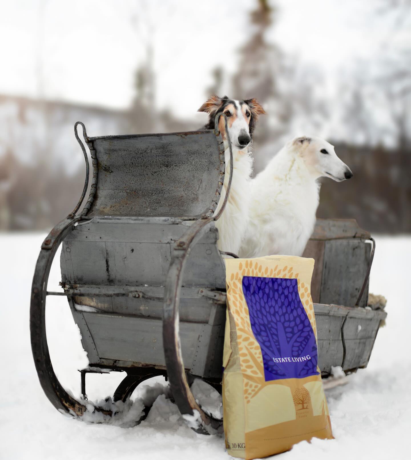 Instagram post by @zarwoe.oligarch for ESSENTIAL FOODS. Caption reads: Essential Foods has launched a brand new website....