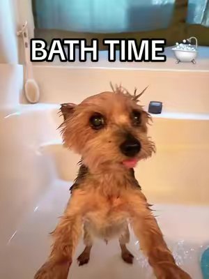 TikTok post by @dance2fitwithtori for Rinseroo. Caption reads: [...] #dogsoftiktok #yorkiesoftiktok @Rinseroo™.