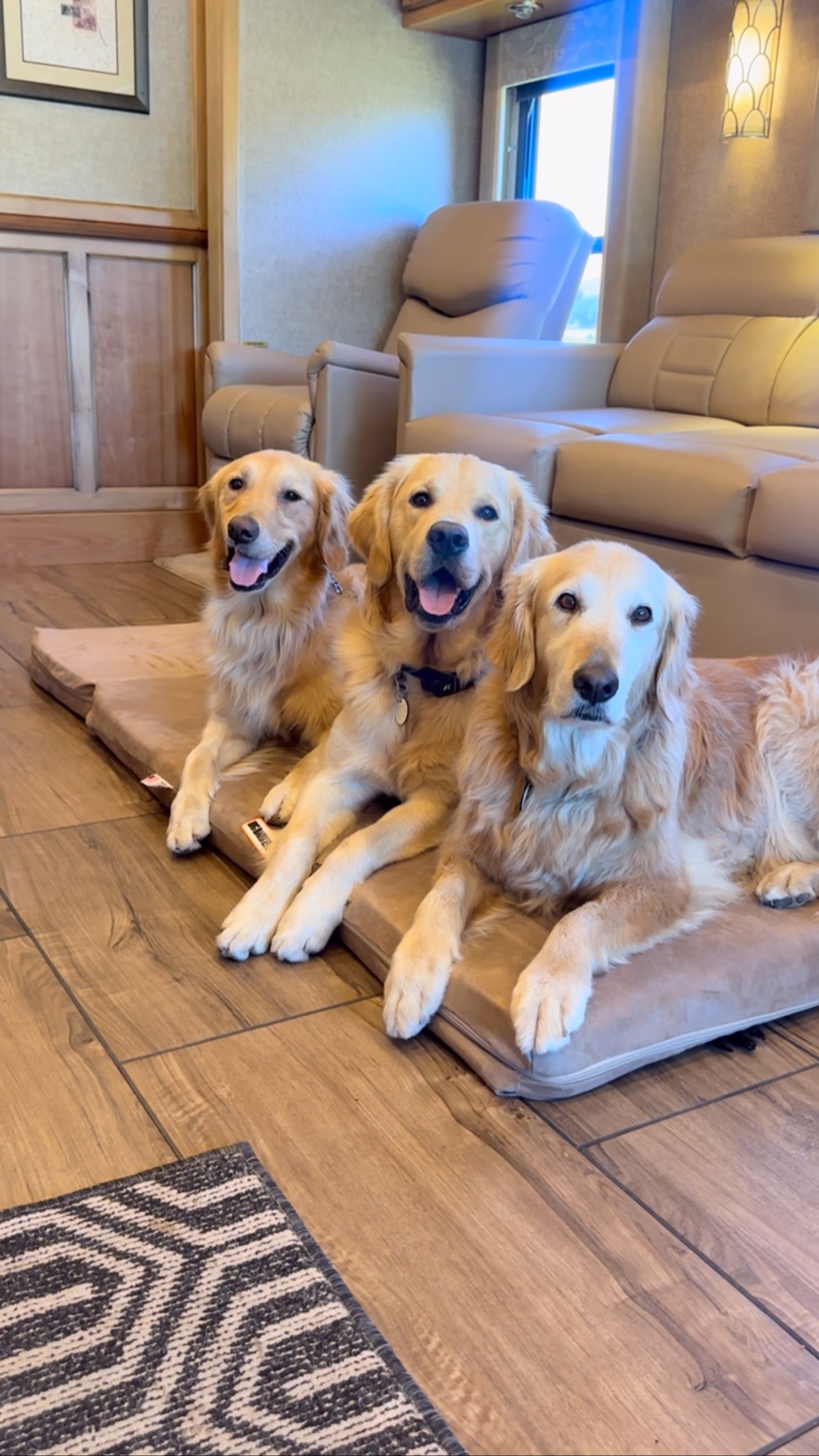 Instagram post by @goodasgoldens for Big Barker. Caption reads: We have a lot of @bigbarkerusa beds, but this....