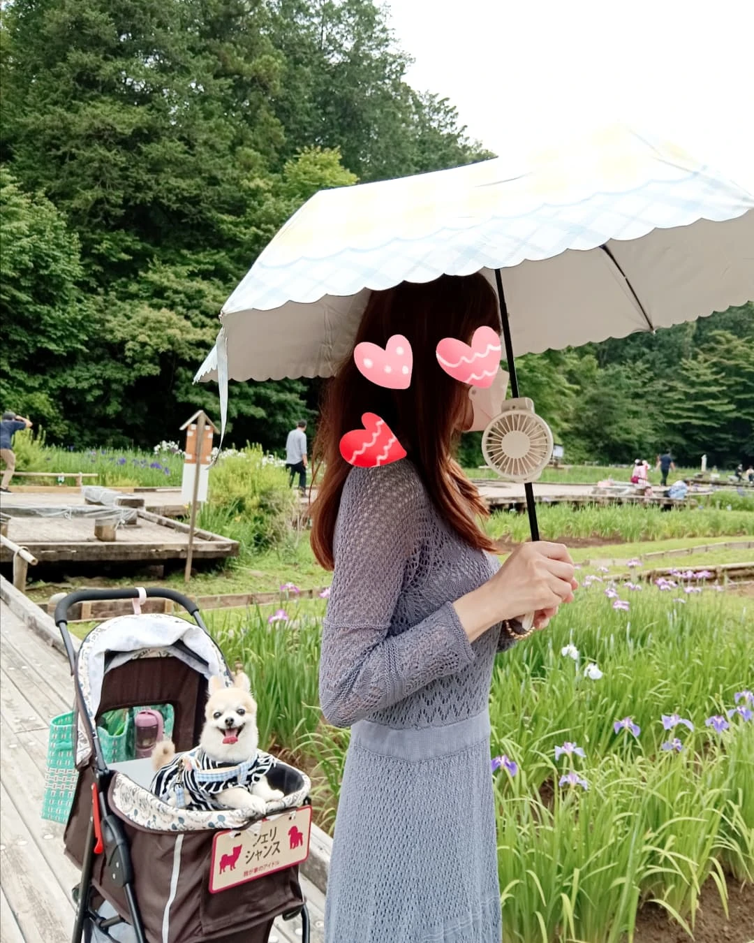 Instagram post by @0916a1127ws0416 for CICIBELLA. Caption reads: 【シェリとシャンスと…】

こないだ

菖蒲園に、チョロっと

お出掛け✨

この日は晴れの天気予報....