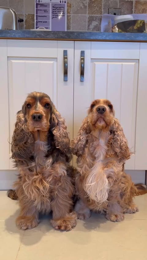 Instagram post by @aflashofspanielle for Tractive. Caption reads: It’s gifting season… Give the gift of security....