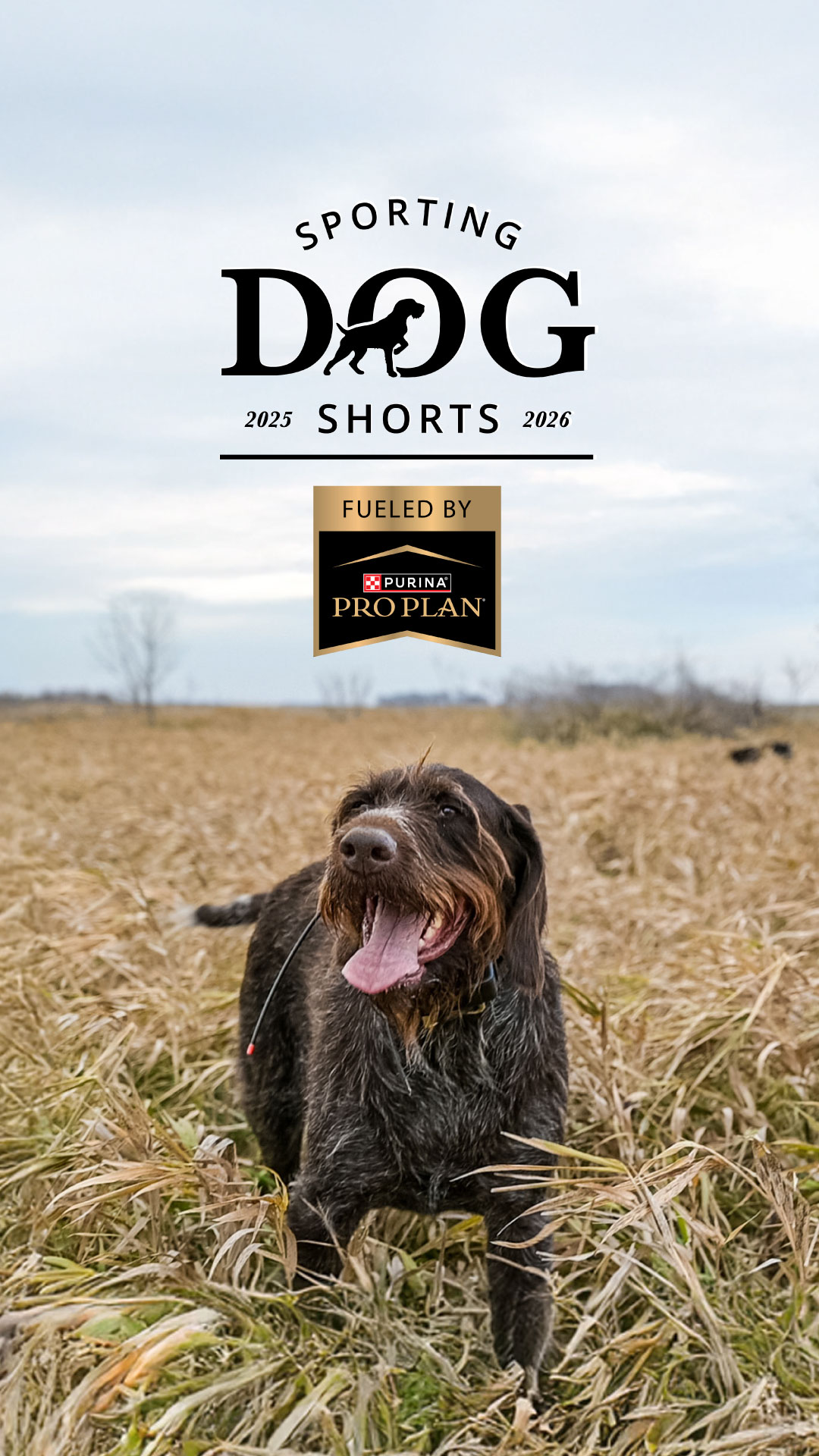 Instagram post by @birddogvet for Purina. Caption reads: Sporting Dog Shorts Fueled by @proplansportingdogs....