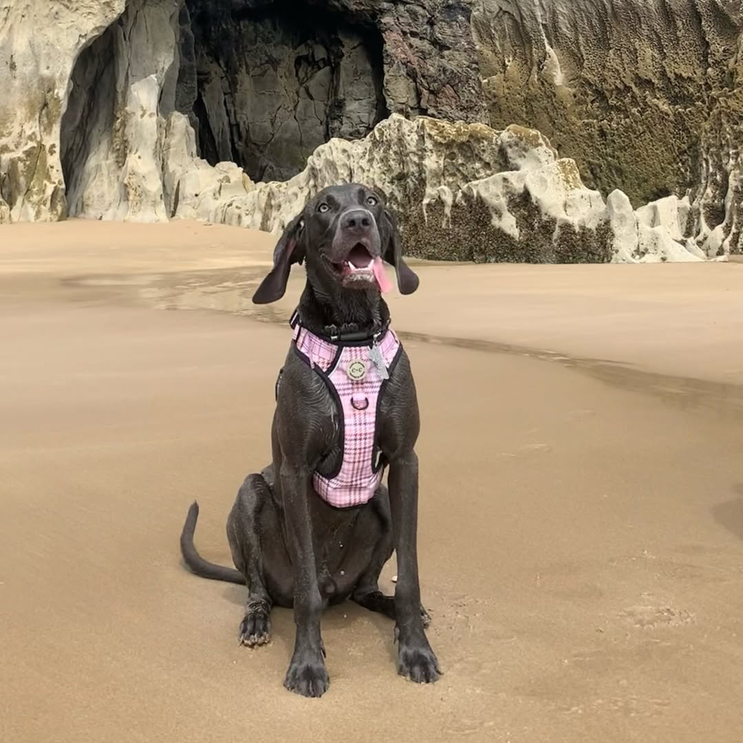Instagram post by @weimaraner_blue_est2020 for Cookie & Chewkie. Caption reads: On Wednesdays we wear pink for @pawsomecomps ,....
