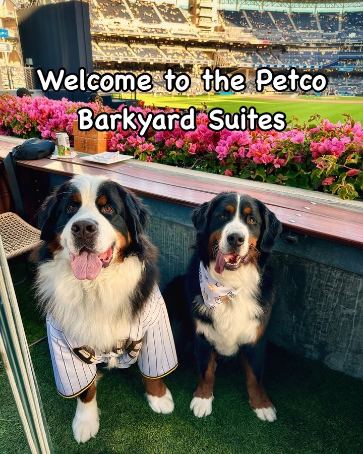 Instagram post by @sumotheberner for Petco. Caption reads: Welcome to the Petco Barkyard Suites!....