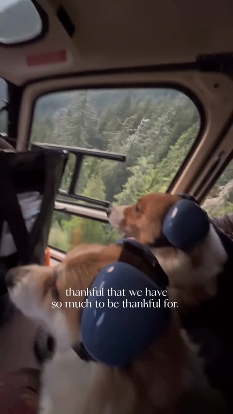 Instagram post by @thecorgistory for The Farmer's Dog. Caption reads: In the spirit of Thanksgiving this week, we’re....