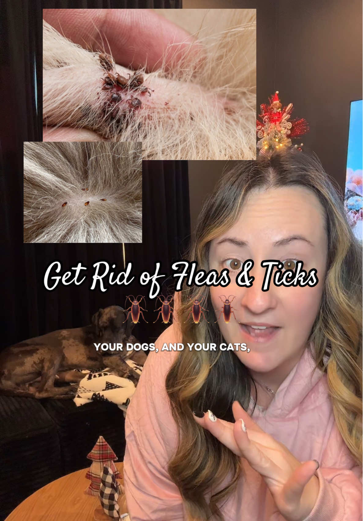 TikTok post by @pawsomehobbs for BugMD. Caption reads: Plant based made in the USA Flea and tick spray....