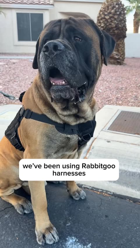 Instagram post by @bowserthemastiff for Rabbitgoo. Caption reads: Go to my Linktr.ee to get 15% off. #Rabbitgoo....