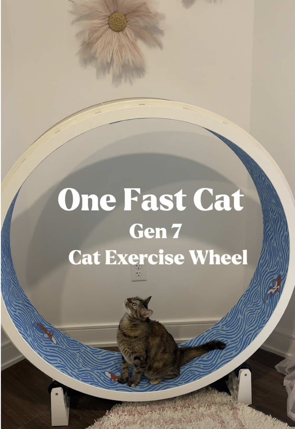 TikTok post by @petalthekitty for One Fast Cat. Caption reads: [...] were right! Petal LOVES her One Fast Cat....