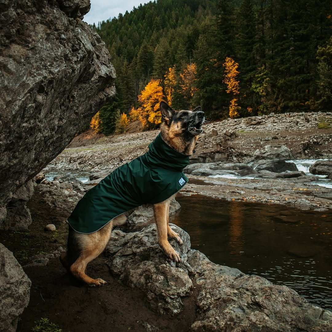 Instagram post by @ohmygsds for Voyagers K9 Apparel. Caption reads: [...] . We’re partnering with @voyagersk9apparel....