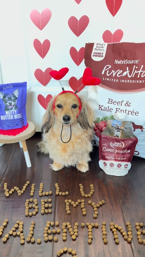 Instagram post by @poppi.doxie for NutriSource Pet Foods. Caption reads: Love at first bite 💘🐾 Valentine’s Day is sweeter....