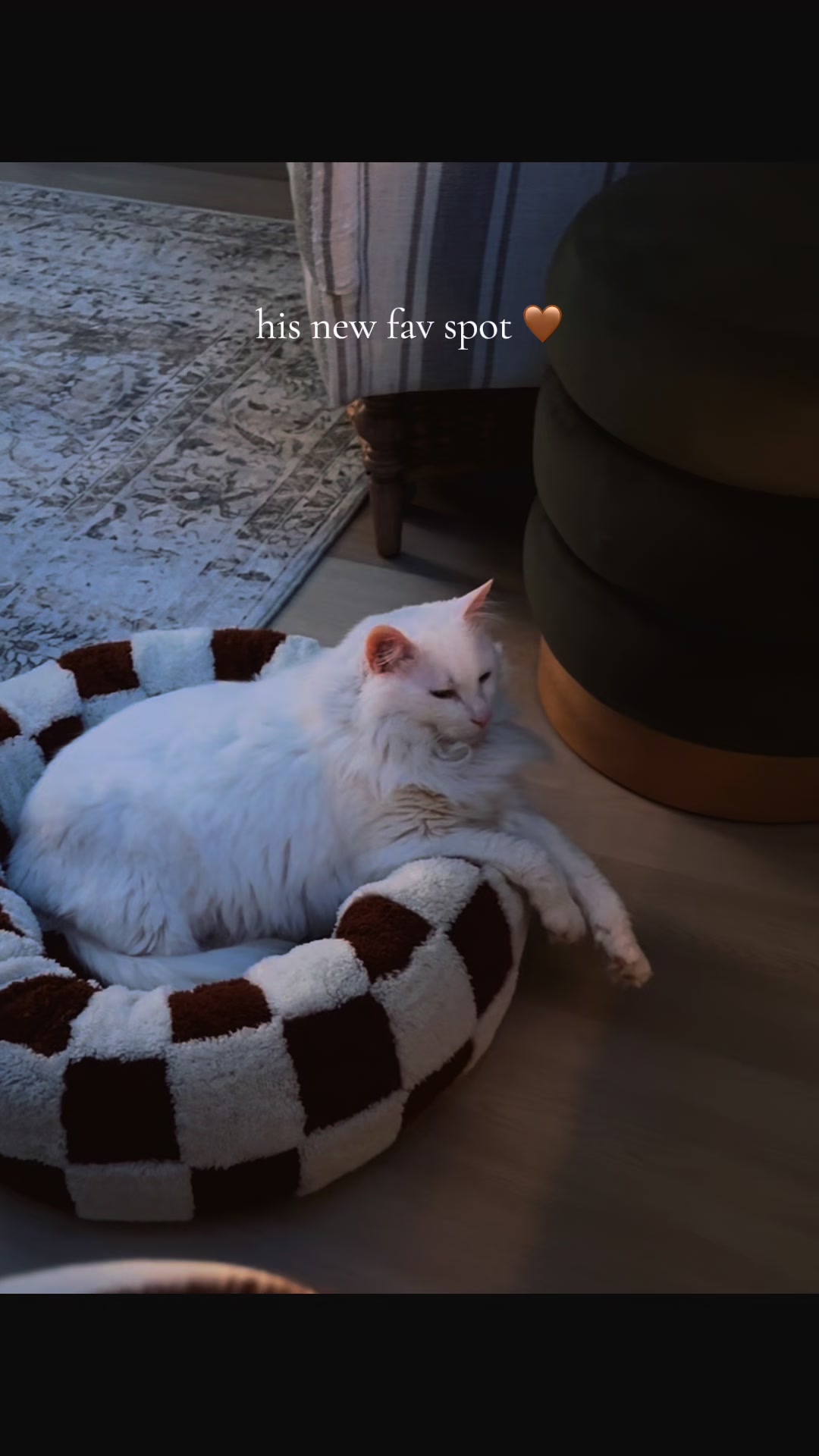 TikTok post by @tnhomegal for Lesure Pet. Caption reads: [...] is in the extra small bed. #CalmingBed....