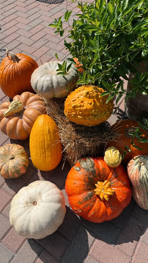 Instagram post by @myriahnoble for FRANKIE4 footwear. Caption reads: The PERFECT kitten heels @frankie4footwear !!! You....