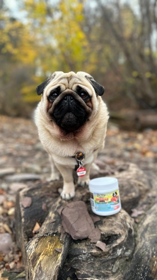 Instagram post by @noodles.pug.casanova for Bernie's Best. Caption reads: “Because life is too short to ‘eat’ basic.” 😋
.
I....