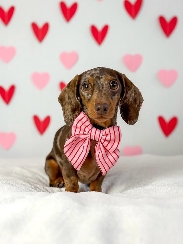 Instagram post by @margotdapple for Cocopup London. Caption reads: it’s love month ❤️✨ we finally made it through....