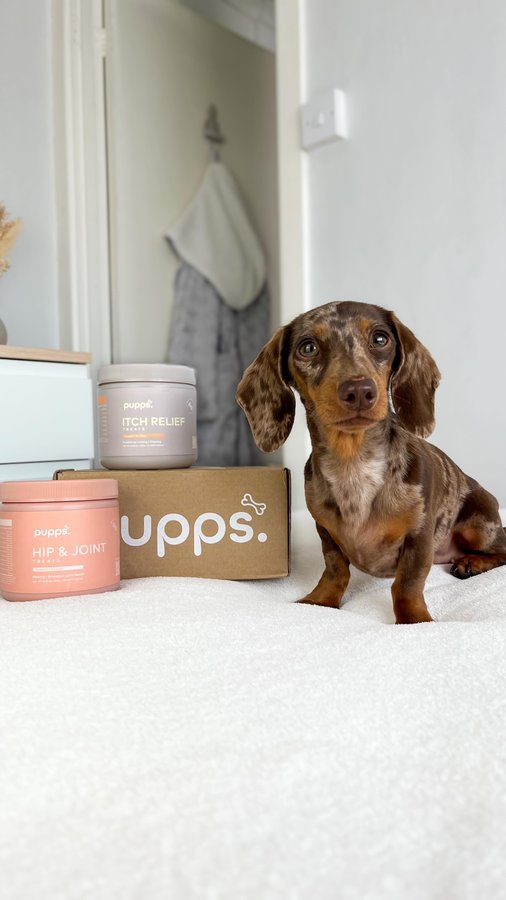 Instagram post by @margotdapple for Pupps. Caption reads: health is always our priority 🤎

margot gets a....