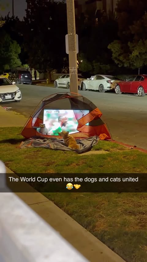 Instagram post by @corgibobaa for Anker. Caption reads: [...] dog and cat out😂 they just be chilling....