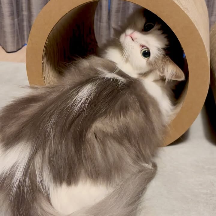 Instagram post by @omochi__0726 for Cats of Instagram. Caption reads: @omochi__0726....