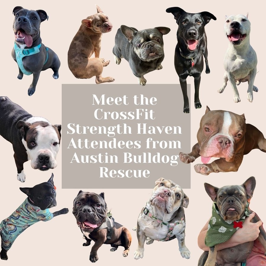 Instagram post by @crossfitstrengthhaven for Bullhug. Caption reads: [...] say hi to y’all 🐾: The awesome crew of....