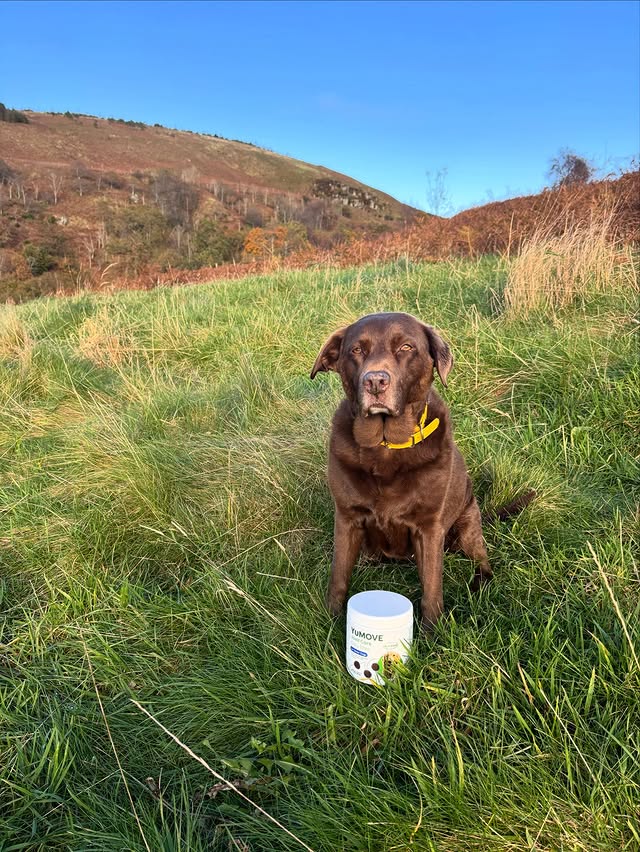 Instagram post by @the_adventures_of_daisydog for YuMOVE. Caption reads: Enjoying Every Moment With @yumove_uk 

Daily....