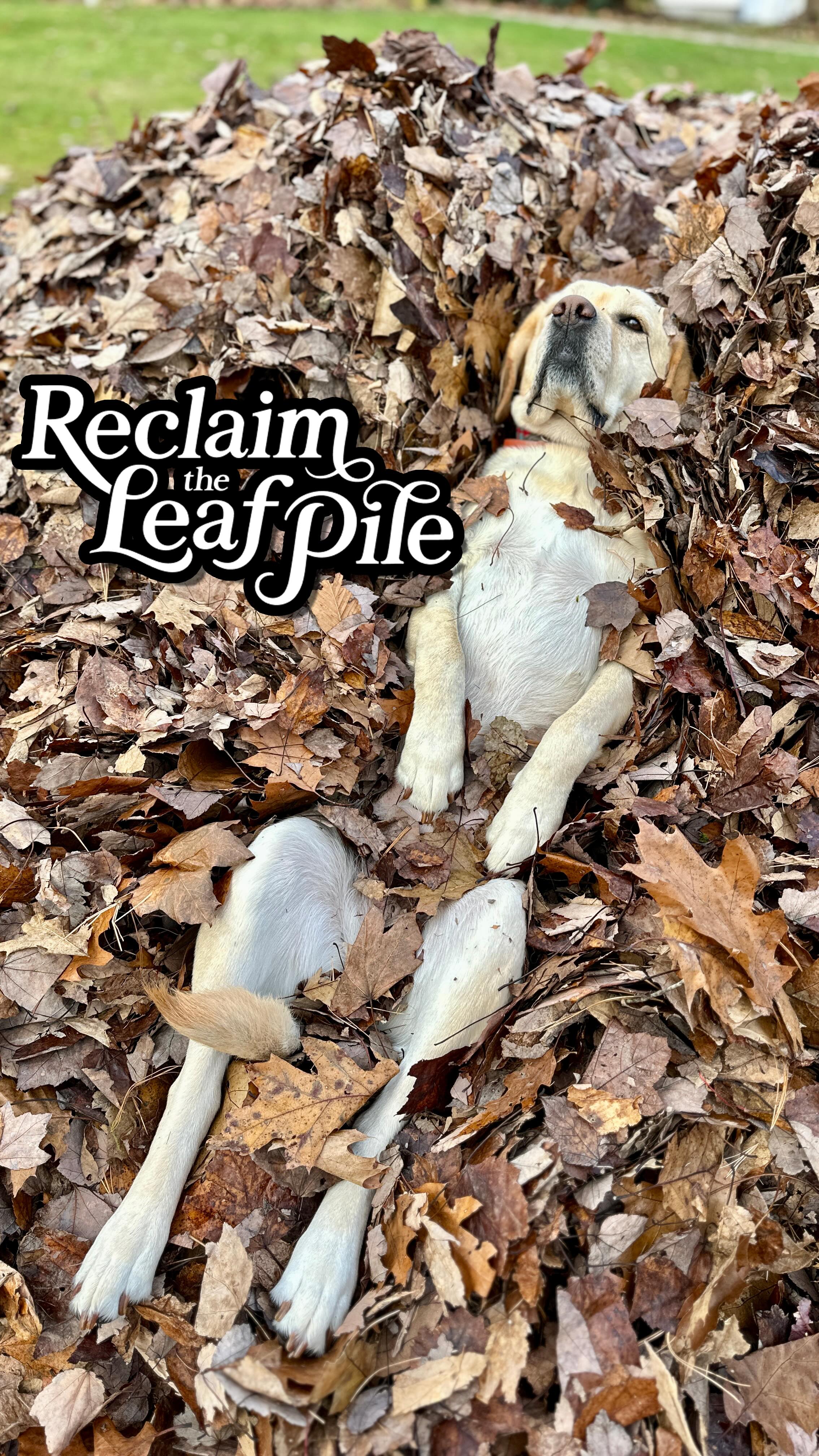 Instagram post by @dognamedstella for Wondercide. Caption reads: 🍂🍁 The 4th annual @wondercide x @dognamedstella....