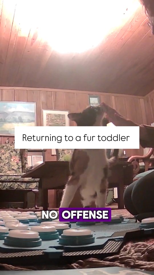 Instagram post by @elsiewants for FluentPet. Caption reads: When I return after a trip I get one of three....