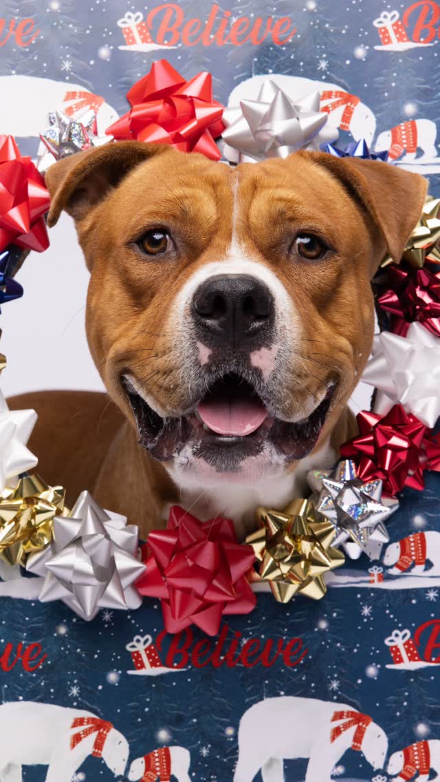 Instagram post by @humanesocietytampa for NaturVet. Caption reads: [...] a Second Shot at adoption! Thanks to....