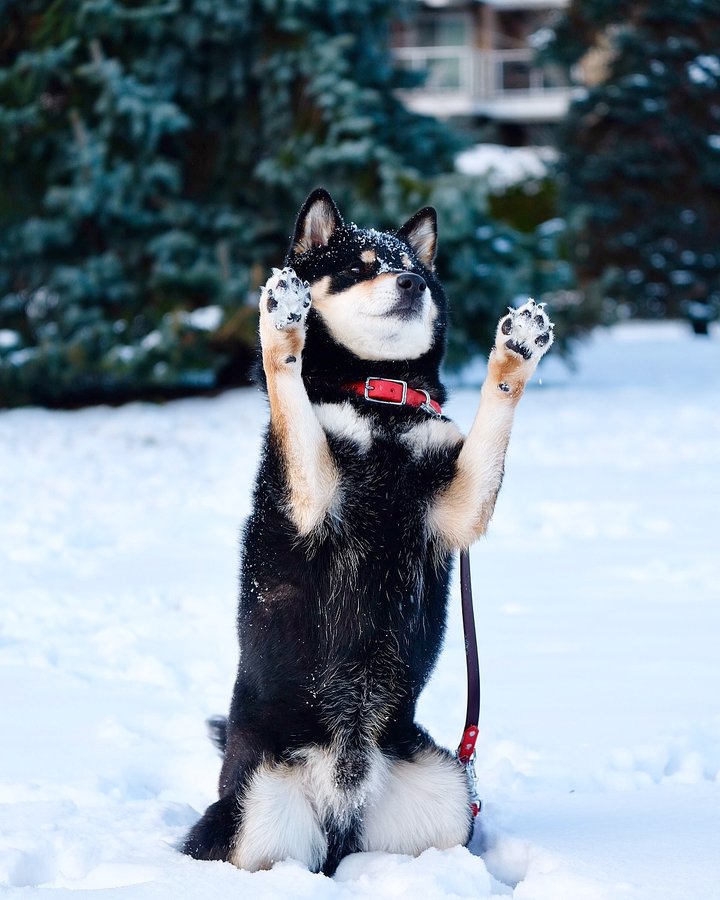 Instagram post by @gunner.shiba for Strange Tails. Caption reads: [...] any wins lately to share?✨ . . .....