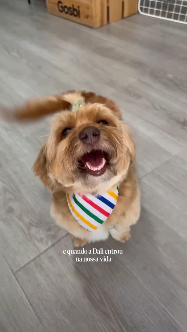 Instagram post by @inesrochinha for Barkibu Portugal. Caption reads: uma garantia no presente que me traz muita....