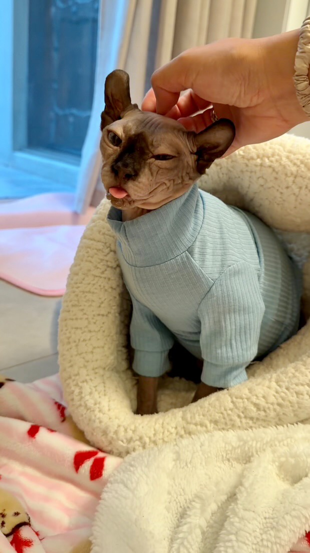 Instagram post by @kittyboyandfriends for Made by Nacho. Caption reads: [...] her feeling better asap! Thank you....