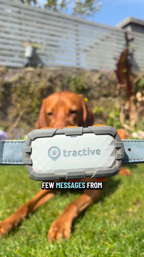 Instagram post by @louisthehungarianvizsla for Tractive. Caption reads: [...] helps! 🐾👇 I’ve been using the @tractive....