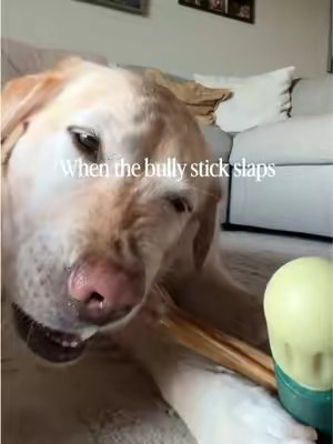 TikTok post by @katewithleia for Woof Pet. Caption reads: [...] We never give bully sticks without her @Woof....