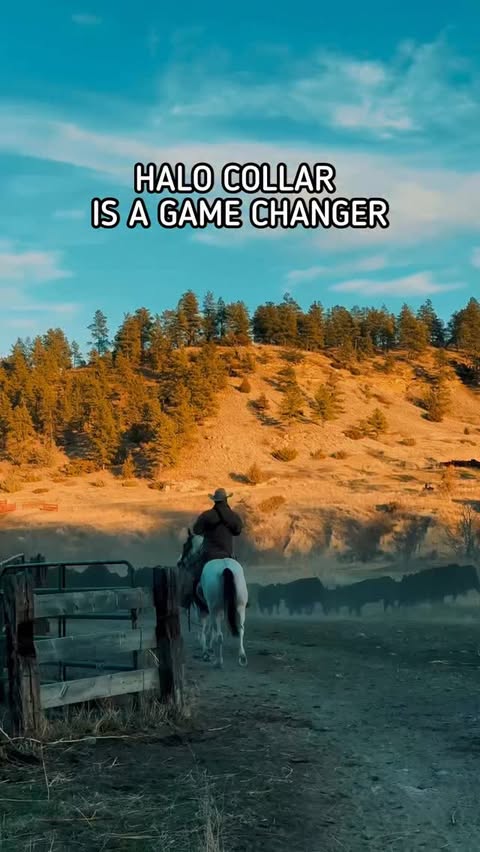 Instagram post by @getwesternn for Halo Collar. Caption reads: The peace of mind that the Halo Collar has....