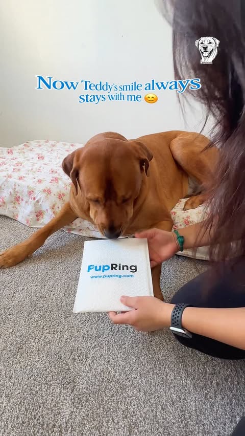 Instagram post by @toofanteddy_ for PupRing. Caption reads: [...] of the best gifts we've ever gotten!!....