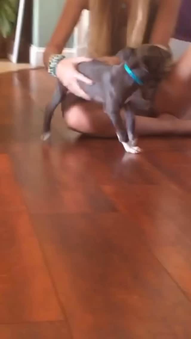 Instagram post by @pawleyprints for Freshpet. Caption reads: [...] thriving in her golden years. With....