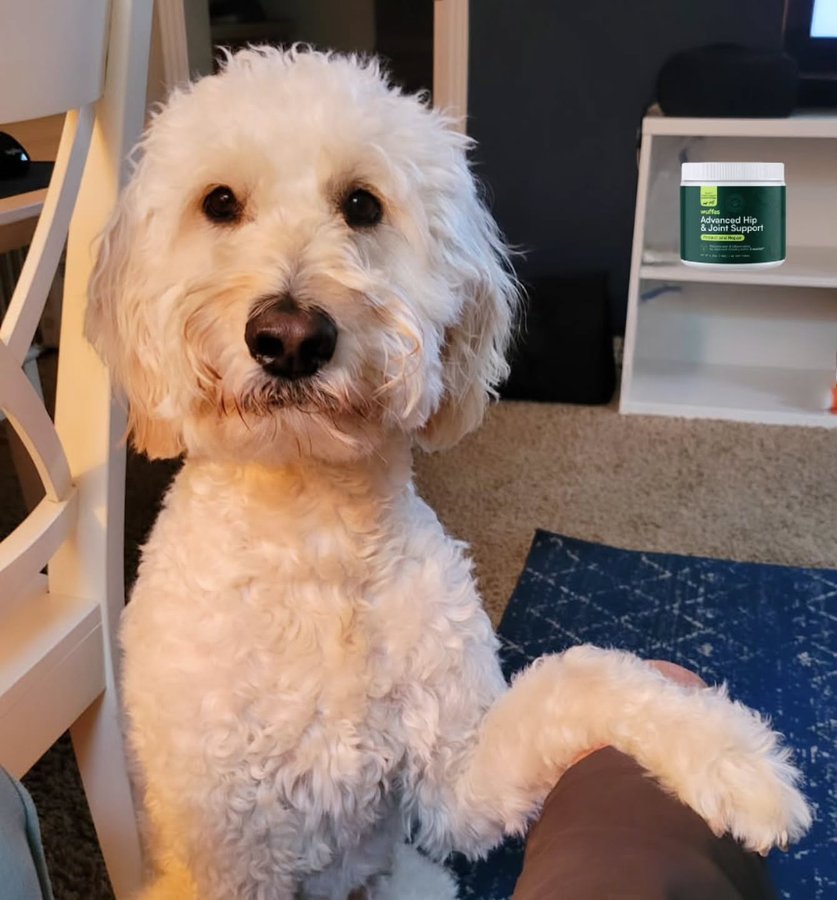 Instagram post by @my.pawfect.life for Wuffes. Caption reads: If you don't tell me where my @wuffes is at, it's....