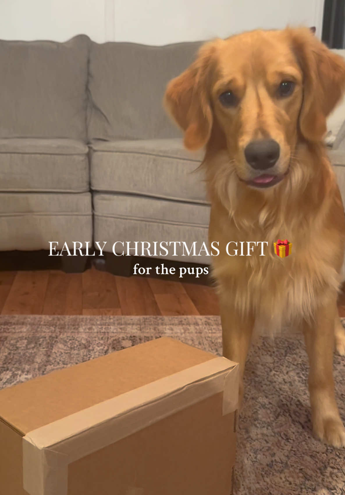 TikTok post by @gabiterryy for Benebone. Caption reads: [...] to let them have them! their first....