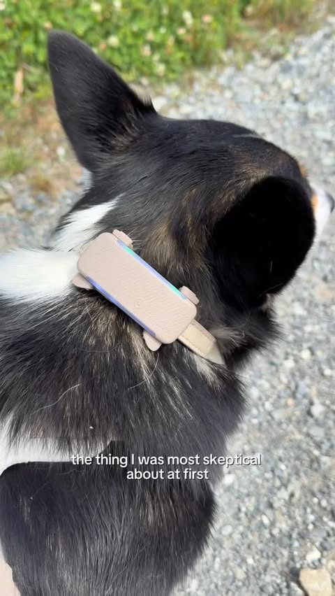 Instagram post by @phoebethetricorgi for Tractive. Caption reads: After a few months of using Tractive with Phoebe,....