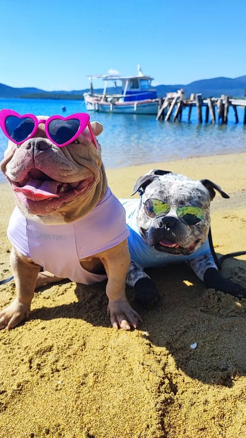 Instagram post by @the.royal_paws for Spark Paws. Caption reads: [...] and our SPF 30 tee from @sparkpawsofficial....