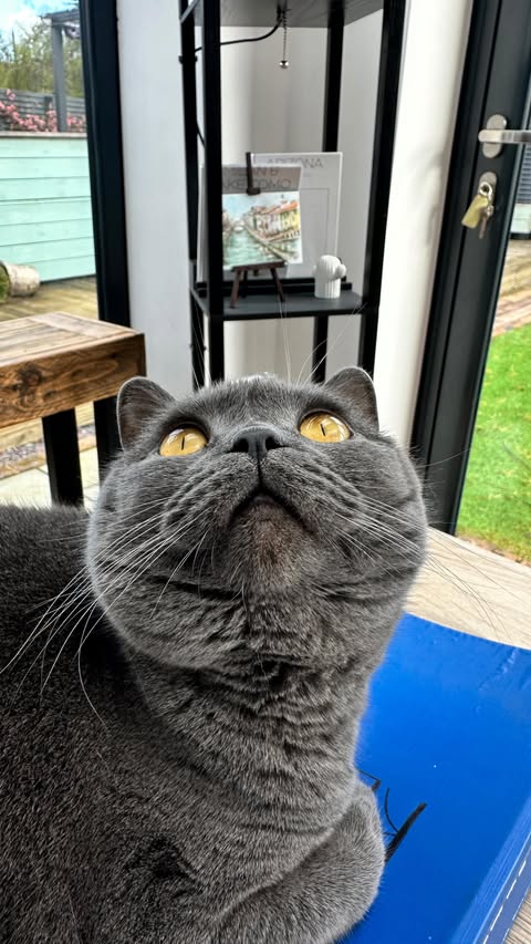 Instagram post by @brunothebritishshorthair for Scrumbles. Caption reads: [...] off your first order🥰 AD AMBASSADOR....