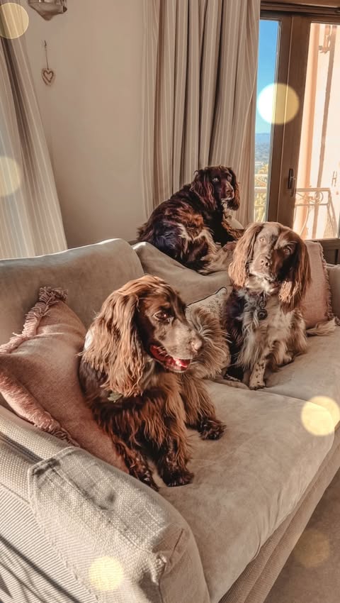 Instagram post by @springagram for Nolan Interior. Caption reads: “𝐃𝐞𝐬𝐢𝐠𝐧𝐞𝐝 𝐟𝐨𝐫 𝐃𝐨𝐠𝐬. 𝐋𝐨𝐯𝐞𝐝 𝐛𝐲....