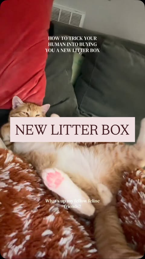 Instagram post by @thoughts_after30 for Homerunpet. Caption reads: [...] says you have to buy your cat a....
