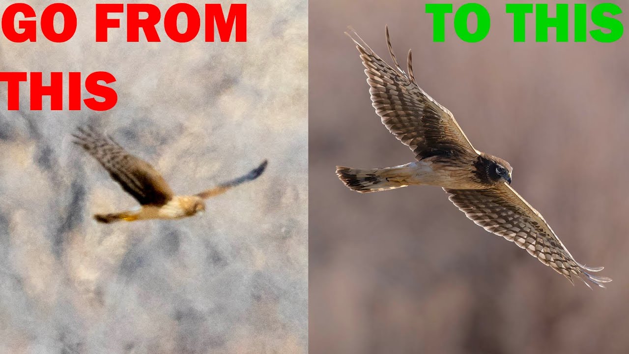 YouTube post by @BrentHall for Lume Cube. Caption reads: This destroys more wildlife images than anything....