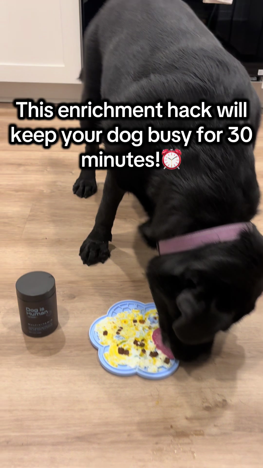 TikTok post by @mikaylaporcaro for Dog is Human. Caption reads: [...] Egg Enrichment Lick Mat featuring @Dog is....