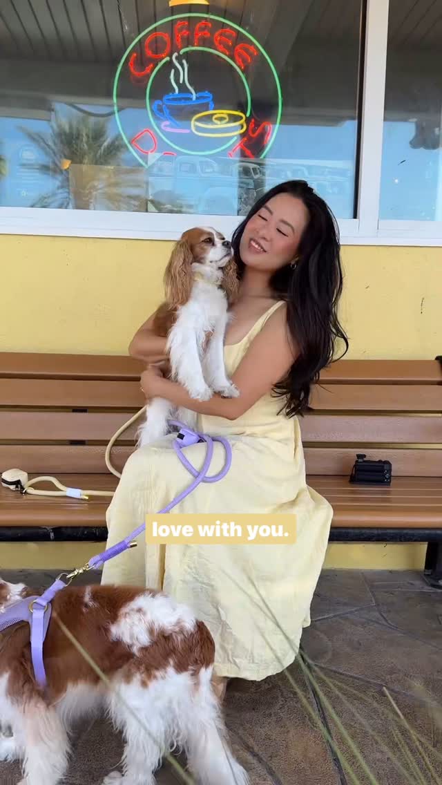 Instagram post by @herkythecavalier for Cavology. Caption reads: [...] butter yellow is the vibe 🧈....