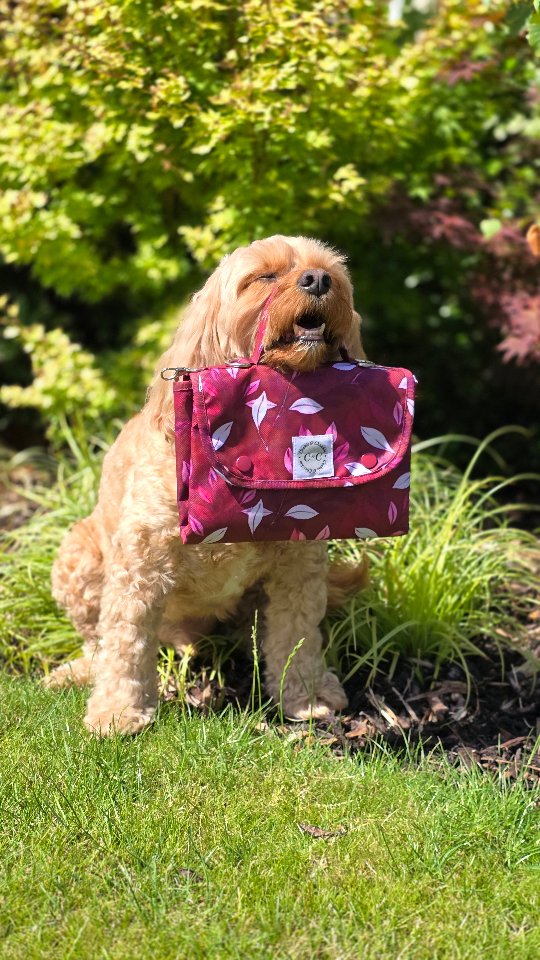 Instagram post by @bob_boris_cavapoos for Cookie & Chewkie. Caption reads: 🌟 ᴍᴇᴇᴛ ʏᴏᴜʀ ɴᴇᴡ ᴀᴅᴠᴇɴᴛᴜʀᴇ ʙғғ: ᴛʜᴇ....