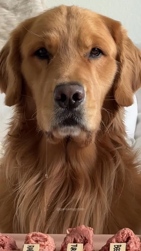 Instagram post by @gamjamypotato for Viva Raw. Caption reads: [...] 😂 did you guess right? #rawfeddogs....