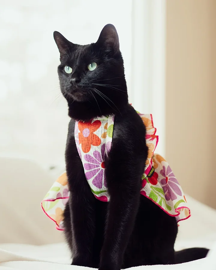 Instagram post by @purrfectly.amber for Fitwarm. Caption reads: Mum asked me to sit pretty. 😺 How did I....