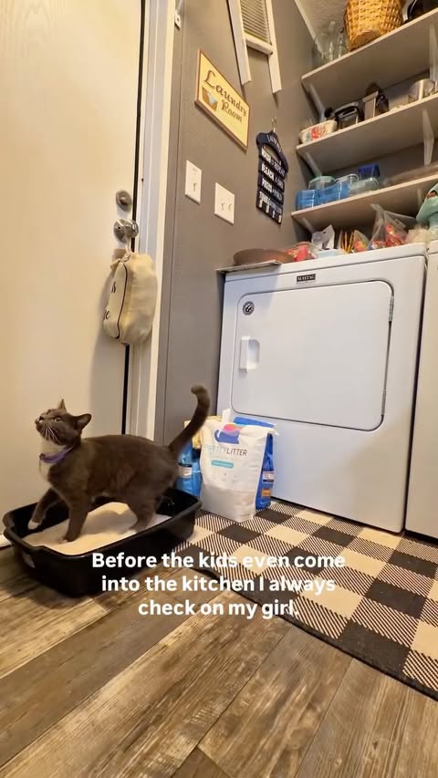 Instagram post by @kimmymanzo for PrettyLitter. Caption reads: [...] moment is checking on my girl with....