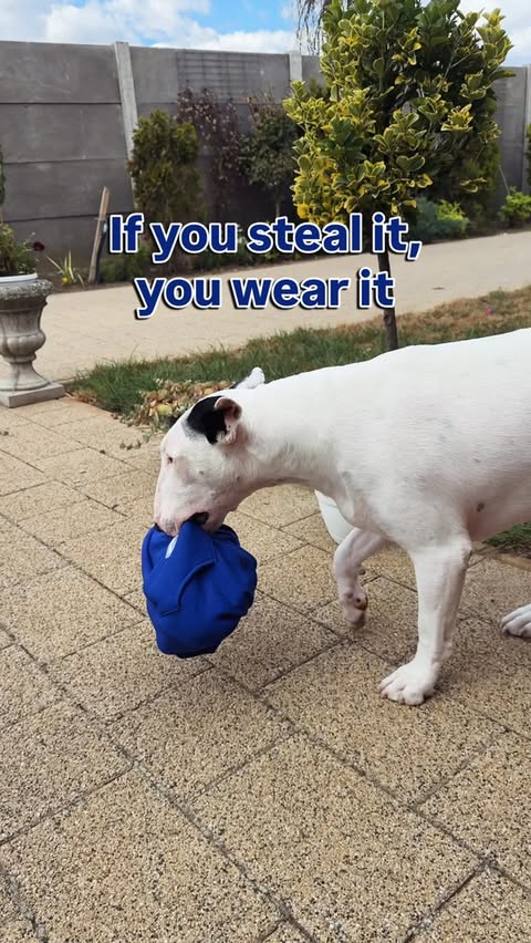 Instagram post by @toto_bullterror for Spark Paws. Caption reads: 💙 coolest dog 😎 #sparkpaws #ad.